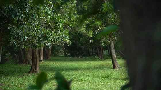 Land in Ko Phangan Thailand plot within city limits 48000m²  Ko Phangan