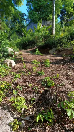 Land in Koh Tao Thailand plot within city limits 1600m² Koh Tao