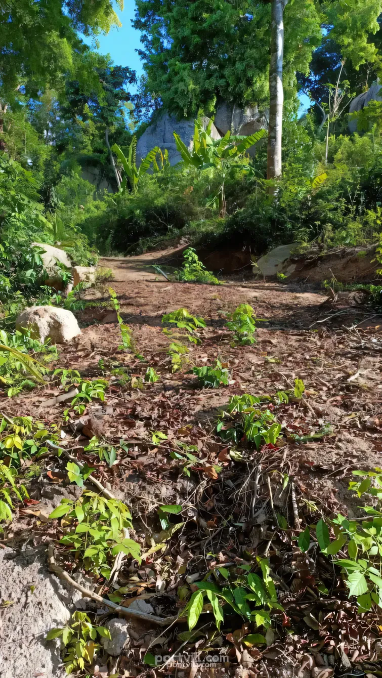 أرض في كوه تاو (Koh Tao) تايلاند قطعة داخل المدينة 1600م²  كوه تاو (Koh Tao) - صورة 2