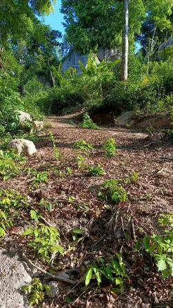 Land in Koh Tao Thailand plot within city limits 1600m²  Koh Tao