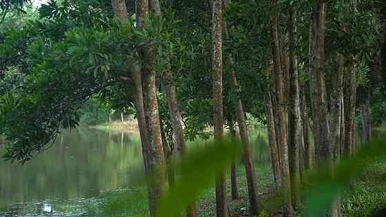 Land in Ko Phangan Thailand plot within city limits 48000m²  Ko Phangan