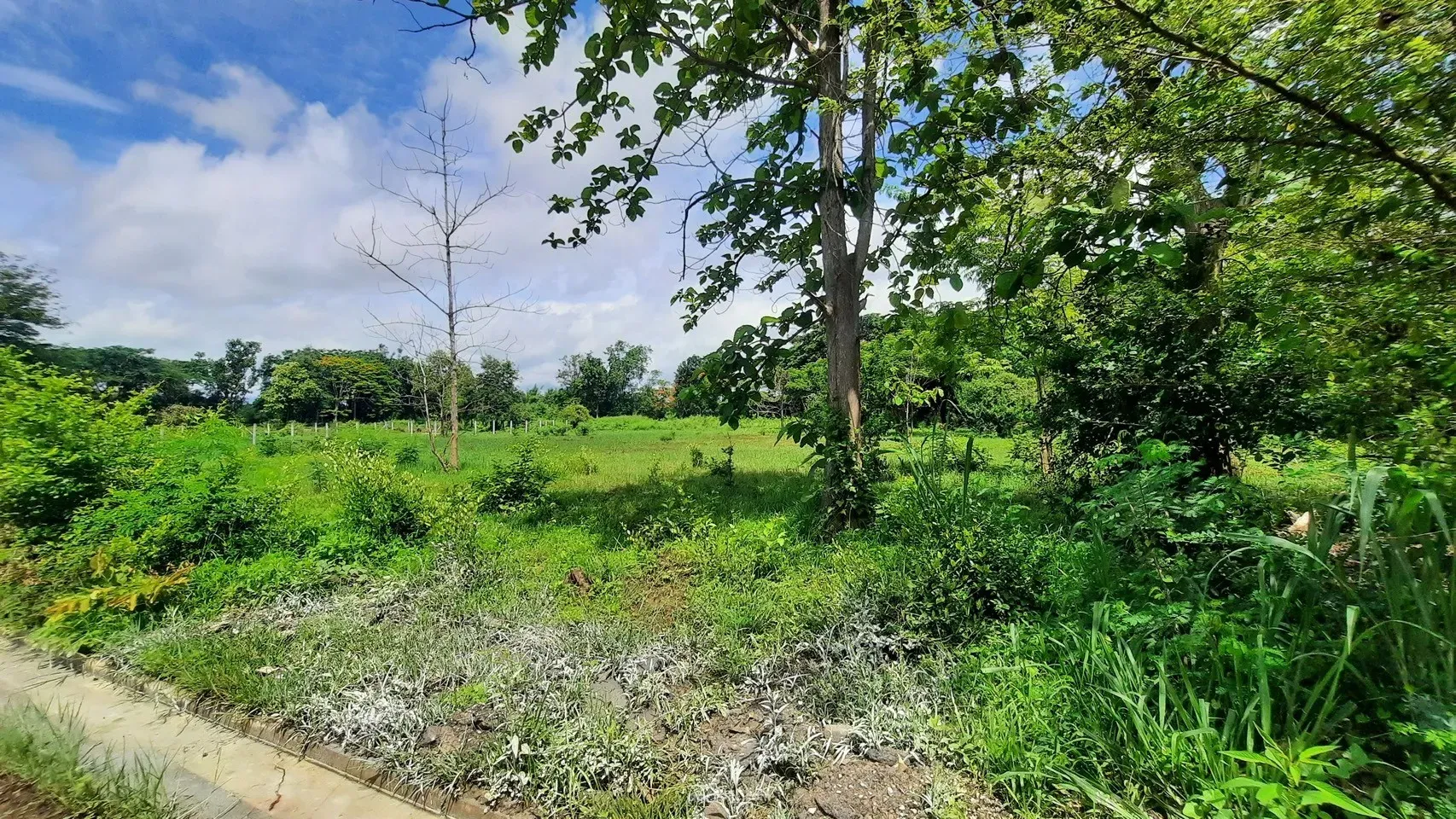 زمین برای فروش در سن کامفائنگ (San Kamphaeng) تایلند قطعه در محدوده شهر 1156م² سن کامفائنگ (San Kamphaeng) - عکس 1