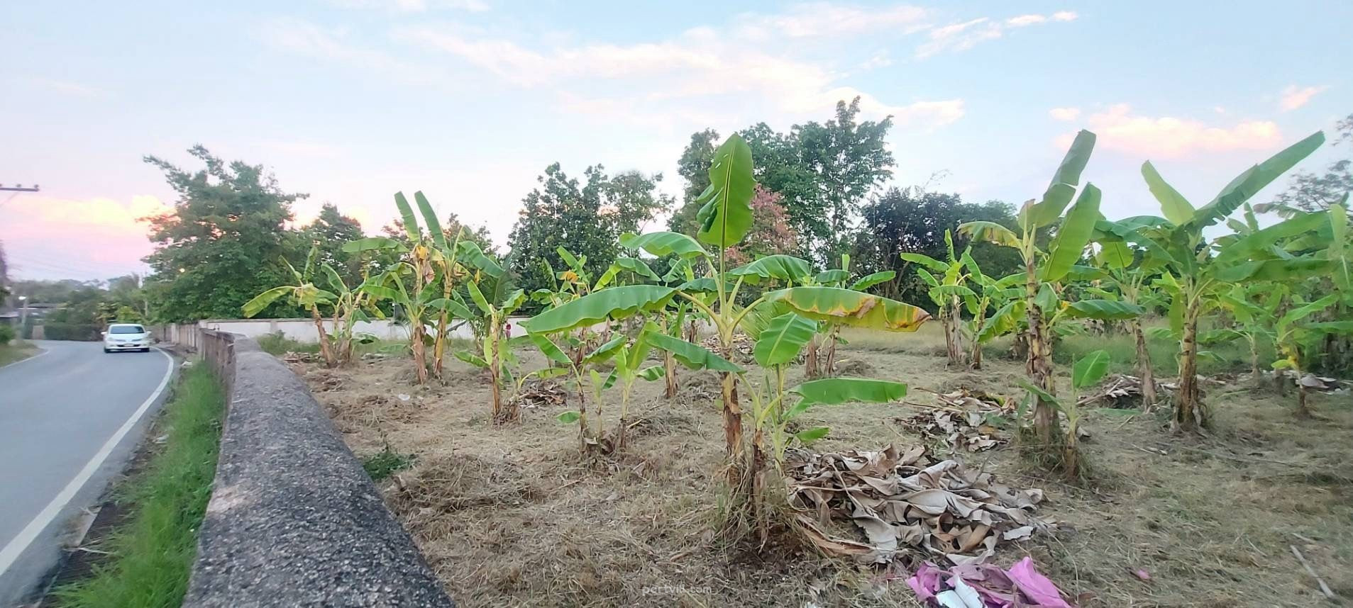 Grond te koop in Saraphi Thailand perceel binnen de stadsgrenzen 1512m² Saraphi - foto 3