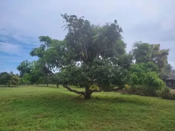 زمین برای فروش در کنار دریا در سم روی یوت (Sam Roi Yot) تایلند قطعه در محدوده شهر 4000م² سم روی یوت (Sam Roi Yot)