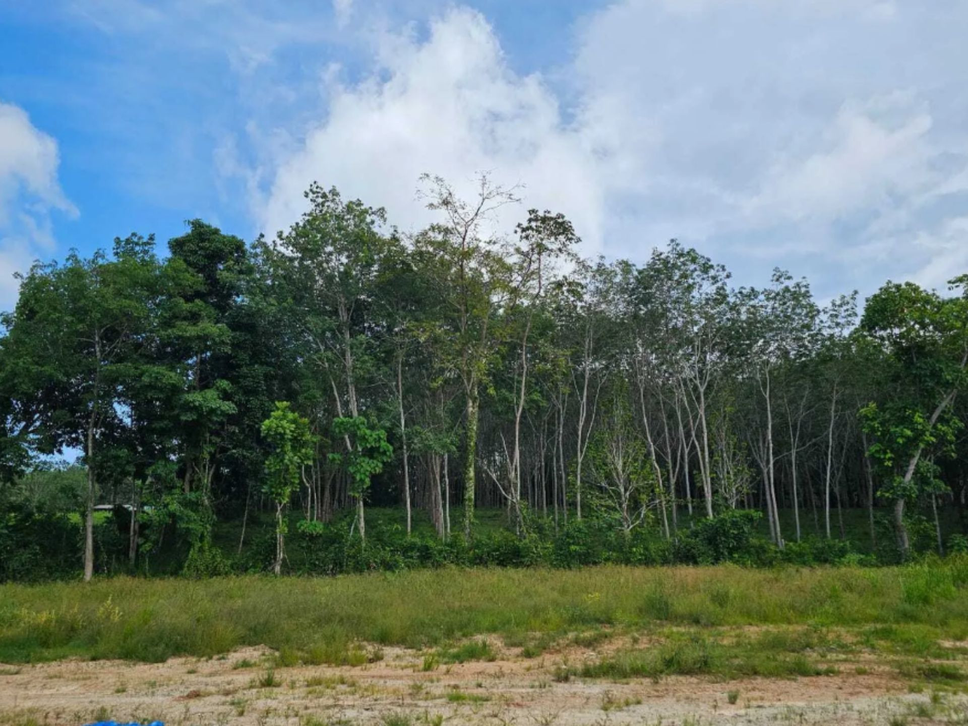 Terreno vicino al mare a Choeng Thale Thailandia lotto al resort 4383m²  Choeng Thale - foto 8