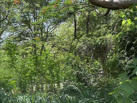 Land for sale in Hua Hin Thailand plot within city limits 16000m² Hua Hin